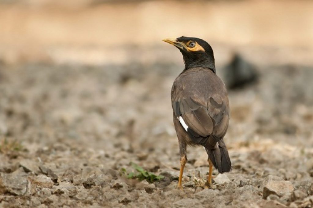 Mynah bird
